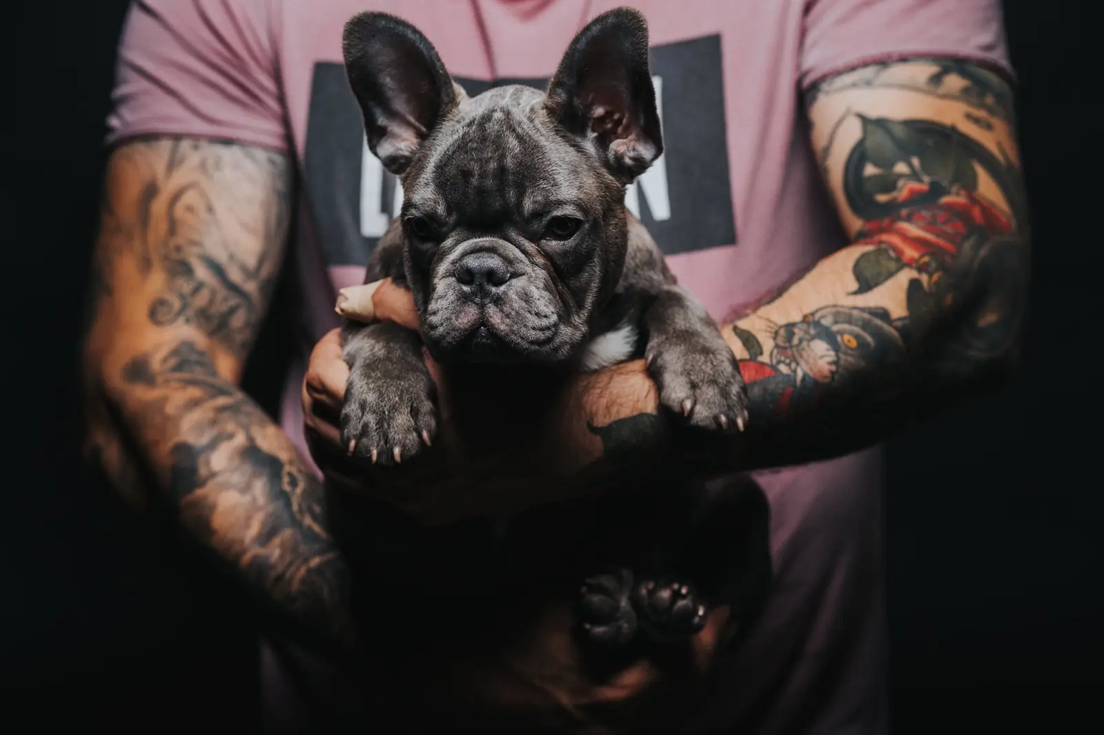 My tattooed arms holding a dark blue-grey French Bulldog puppy against a black background.