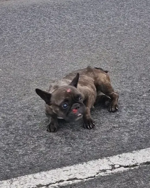 Frog lying on a road when she was found.