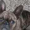 Lila, a missing French Bulldog