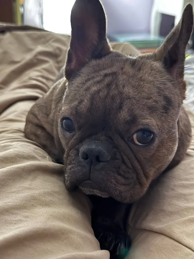 Close-up of Lila's face, dark brindle with large upright ears.
