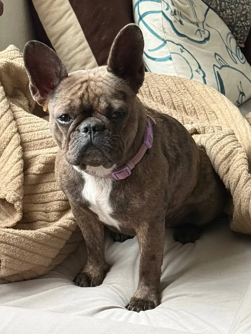 Lila sitting on a blanket, wearing a purple collar, with a white patch on her chest.