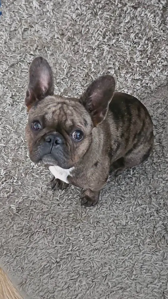 Lila, a dark brindle French Bulldog, sitting on a grey carpet and looking up, with a white patch on her chest.