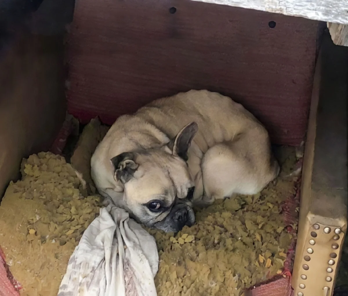 Luna before, curled up and thin on crumbled yellow foam.